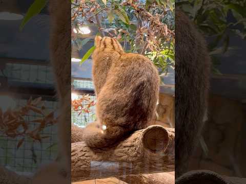 shorts ビワくんの凛々しい後ろ姿☺️ アムールヤマネコ　那須どうぶつ王国にて　2026年3月27日