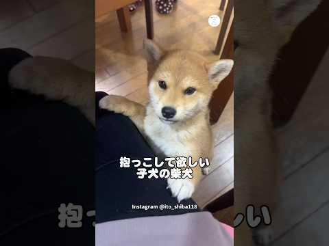 抱っこして欲しい子犬　子犬　柴犬　犬　かわいい犬 犬のいる暮らし サムネイル