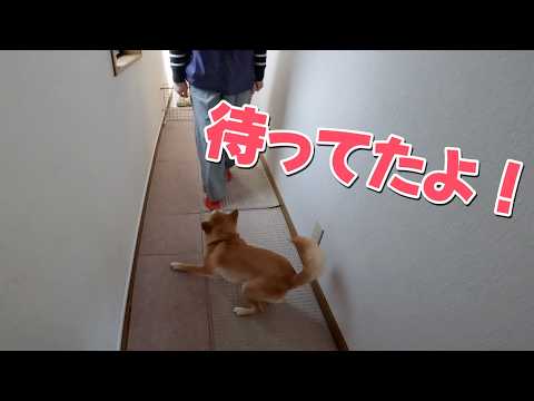 【柴犬小夏】お母さんと散歩に行く時は嬉しすぎて一騒動おきます　HAT神戸なぎさ公園 サムネイル