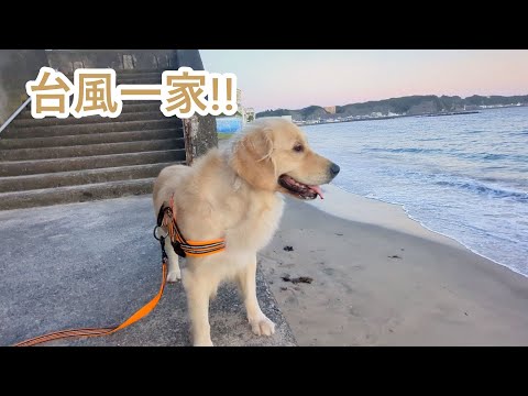 台風一過で台風一家。ゴールデンレトリバーティト サムネイル