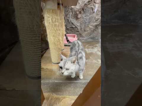 shorts ヒマワリちゃん🌻　ワンニャンリビング　那須どうぶつ王国にて　2026年1月9日 サムネイル