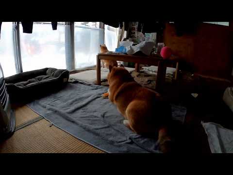 異変が起こったら報告してください▼【お留守番できるかな？】 サムネイル