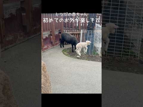 ヒツジの赤ちゃん、初めてのお外がたのしそう！ 東武動物公園 動物 癒し かわいい 赤ちゃん ヒツジ はじめてのお外