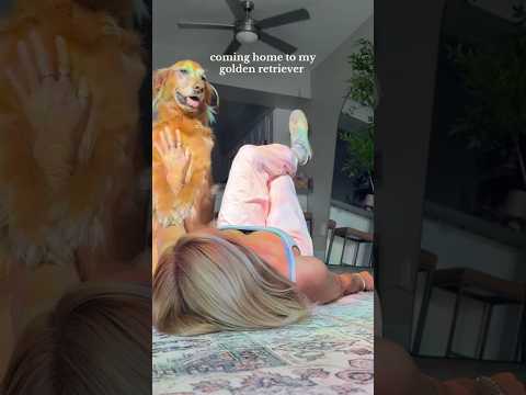 coming home to my golden retriever🥵goldenretreivers dog pup… サムネイル