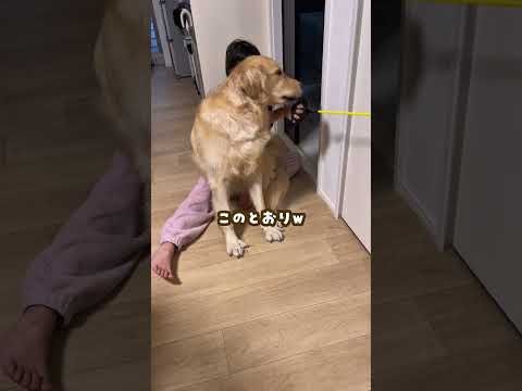 姉のトレーニング容赦なく邪魔する犬 ゴールデンレトリバー 大型犬のいる生活 goldenretriever 大型犬と子供 サムネイル
