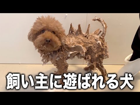 大嫌いなお風呂で飼い主に遊ばれるトイプードル サムネイル