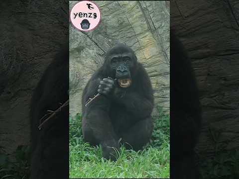 cute Ringo 😆 gorilla gorillatag taipeizoo 金剛猩猩 台北市立動物園 shor… サムネイル