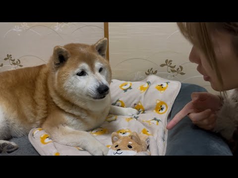 柴犬福 姉に新たなニックネームで呼ばれ姉をケアする柴犬🤣Sister and Shiba🤣 サムネイル