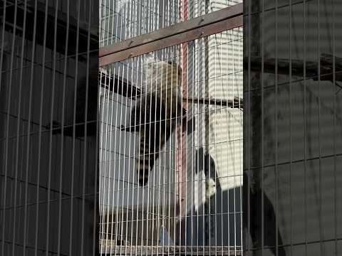 shorts アライさん、まだエルくんもミーニャちゃんも姿見せて無いヨ〜😅　東山動植物園にて　2026年3月14日 サムネイル