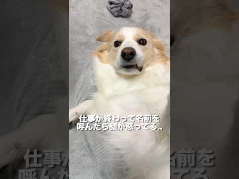 少し残業しただけで怒り出す犬系彼氏を笑顔にする方法...【ボーダーコリー・ゴールデンレトリバー】#shorts サムネイル