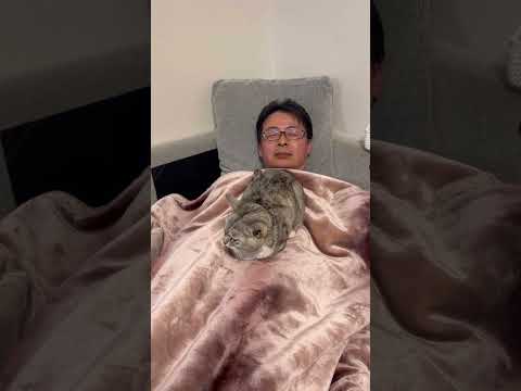 親父の腹で寝る保護猫　A cat sleeping on my dad's stomach. 保護猫 サムネイル
