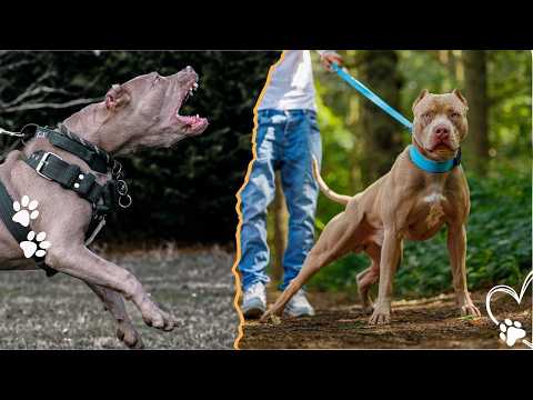 Top 4 Different Types of Pit Bull Dogs サムネイル