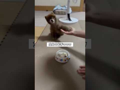 短い前足を全力でちょいちょいしちゃう。いつ見たって可愛いお手をするくま犬 ポメラニアン ポメ クマ犬 shorts サムネイル