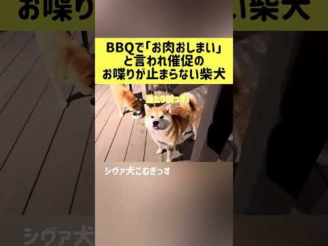 BBQで「お肉おしまい」と言われ催促のお喋りが止まらない柴犬 柴犬 shibainu shrots