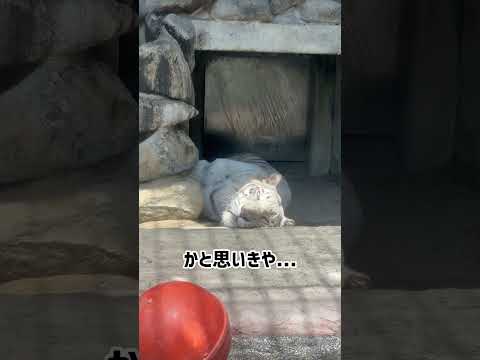 寝ているけど見ているホワイトタイガーのスカイくん 東武動物公園 zoo 動物 animals ホワイトタイガースカイ