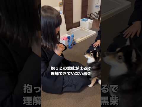 抱っこさせたいお姉ちゃんＶＳ抱っこしたつもりになっている黒柴 黒柴 柴犬 柴犬のいる暮らし shorts サムネイル