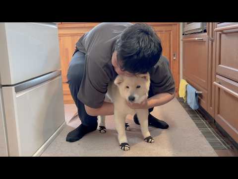 やっぱり柴犬あいちゃんが世界一可愛い。と思った日。 サムネイル