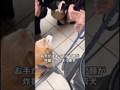 お手ができて女子会の盛り上げ役になってしまったワンコ 柴犬 お手 柴犬のいる暮らし shorts サムネイル
