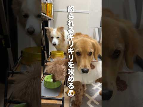 怒られるギリギリを攻め続ける犬...【ゴールデンレトリバー・ボーダーコリー】shorts サムネイル