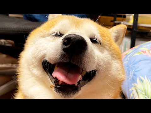 お口に煮干しのかすがついているとは思えないくらい笑顔がまぶしい柴犬 サムネイル