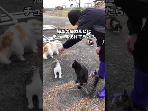 猫島に住む島猫のカルビにチュールあげたらまさかの2足直立を披露 猫島 野良猫 地域猫 shorts サムネイル