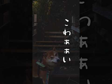 出たっっ！！柴犬こむぎは無事に通過