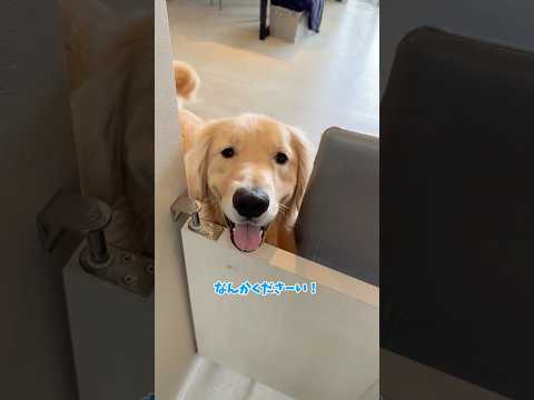 ぴれパパ主催の子ども食堂に行ってきました 大型犬 ゴールデンレトリバー サムネイル
