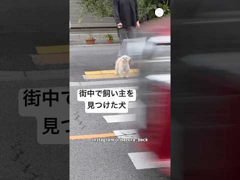 街中で飼い主を見つけた犬。信号が青になると全力ダッシュ　　犬　いぬ　かわいい かわいい犬 犬のいる暮らし サムネイル