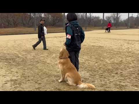 フクマル君 FCI西日本インタナショナルトライアル 家庭犬８部 家庭犬初等科（CD1) 一般の部 2025/12/14 サムネイル