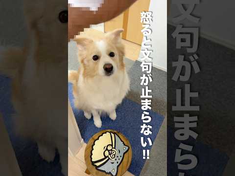怒ると言葉を話し始める犬...【ゴールデンレトリバー・ボーダーコリー】shorts サムネイル