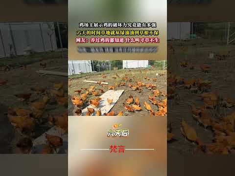 雞場主展示雞的破壞力究竟能有多強 六天的時間草地就從綠油油到草根不保 意外 神奇 萬萬沒想到 amazing shor… サムネイル