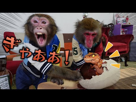 タマゴから恐竜が生まれる最新オモチャを見たお猿さんの反応が最高すぎるwwww サムネイル