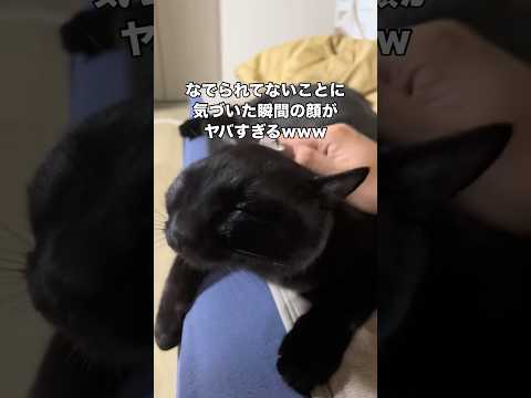 なで終わった後の余韻もすごいし、なでられてないことに気づいた瞬間の顔もヤバい 黒猫 愛猫 猫 shorts サムネイル