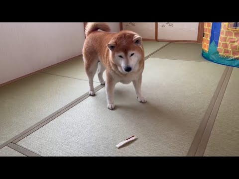 柴犬福 第一の時はやっぱり鼻シワな柴犬🤣Shiba-ASMR🤣 サムネイル