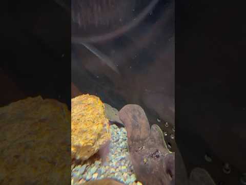 shorts (🙏身体の一部だけです)チャイナバタフライプレコ　　どぜうを好きにきみもなろう！山梨県立富士湧水の里水族… サムネイル