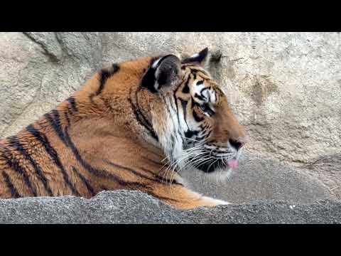 もうすぐ5歳！サーシャちゃんの横顔　アムールトラ　浜松市動物園にて　2026年2月14日 サムネイル