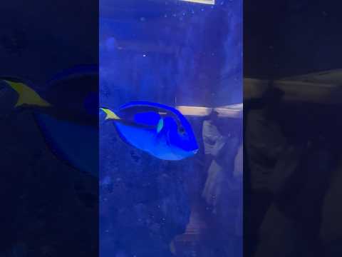 shorts ナンヨウハギ　青い世界展　山梨県立富士湧水の里水族館にて　2026年2月21日 サムネイル