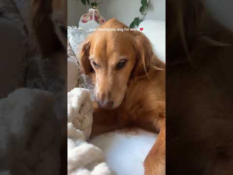 coming home to my golden retriever❤️india retreiver dog pup… サムネイル