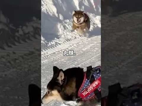 散歩中の黒柴🐕が目撃した迷コンビ サムネイル