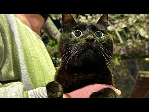 のほほん桜日和にカラス襲来‼︎ A Peaceful Sakura Day サムネイル