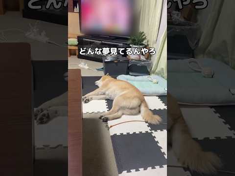 犬ってどんな夢見るんだろう？楽しかったお散歩とか美味しかったごはんとか思い出したりもするのかな？ 豆柴 柴犬 shor… サムネイル