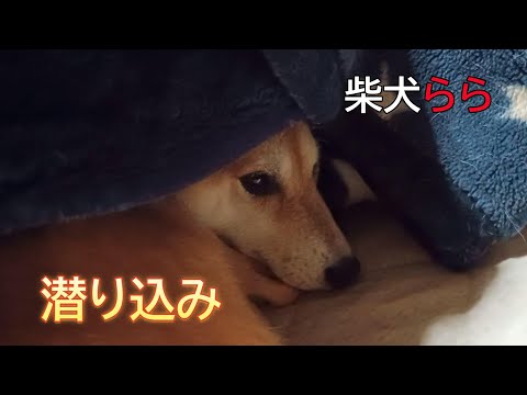 潜り込み サムネイル