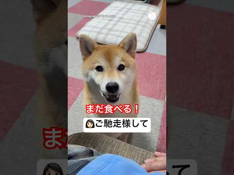 『まだ食べる！』の圧が強すぎる柴犬🐶　　　　　柴犬　犬　可愛い犬　面白い　犬のいる暮らし サムネイル