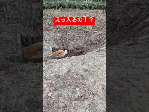 え、入るの！？からのドボン