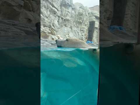 shorts スイスイ〜っとモモちゃんママ😊　  ホッキョクグマの親子　男鹿水族館GAOにて　2026年5月22日 サムネイル