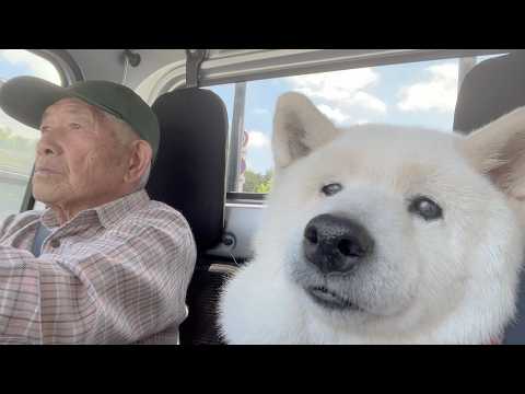 じいちゃんが大好きな柴犬を連れて一緒に行きたい場所があるそうです。 サムネイル