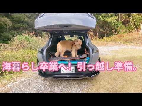 着々と引っ越しの準備。見積完了。ゴールデンレトリバーティト サムネイル