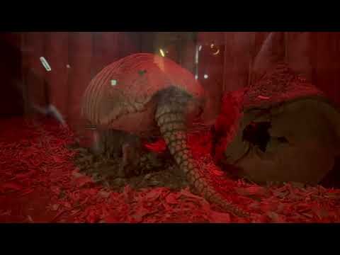 ムツオビアルマジロってこんなに足長いの〜😲⁈  上野動物園にて　2026年2月6日 サムネイル