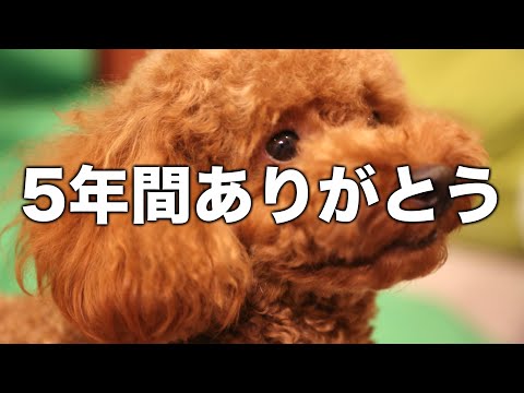 5年間ありがとう！そしてご報告。 サムネイル