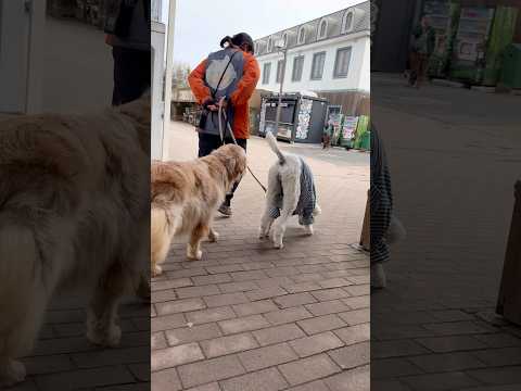 shorts テッドちゃんコムギちゃん 帰ります〜☺️  那須どうぶつ王国にて　2026年2月27日 サムネイル